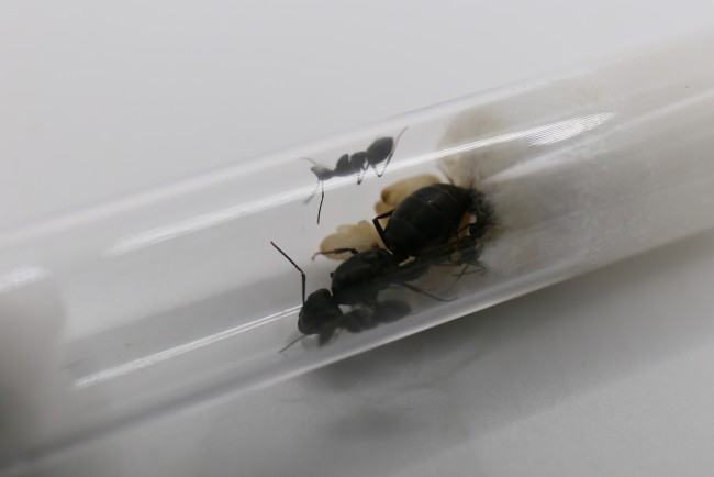 Reine Camponotus japonicus et ses ouvrières