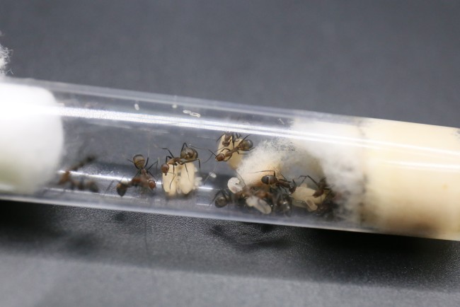 Camponotus nicobarensis ; reine, ouvrières et couvain