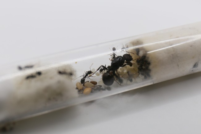 Reine et ouvrières Messor barbarus