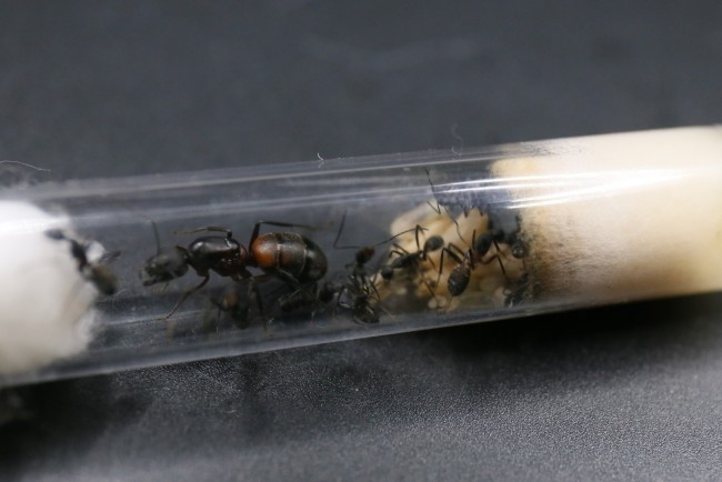 Camponotus cruentatus ; reine, ouvrières et couvain