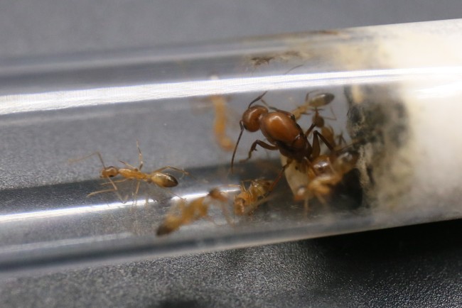 Reine et ouvrières Camponotus baldaccii