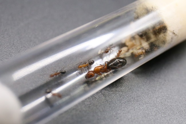 Camponotus discolor ; reine, ouvrières et couvain