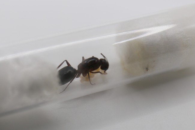 Camponotus turkestanicus et couvain