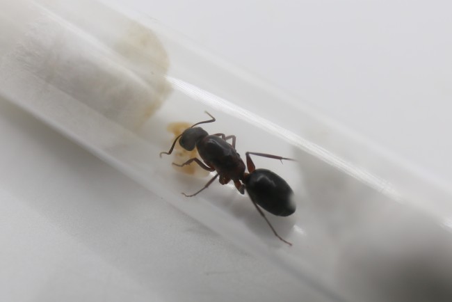 Camponotus turkestanicus et couvain