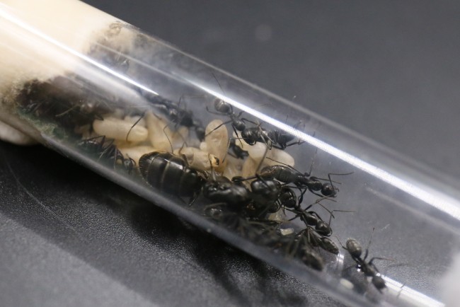 Camponotus vagus ; reine, ouvrières et couvain