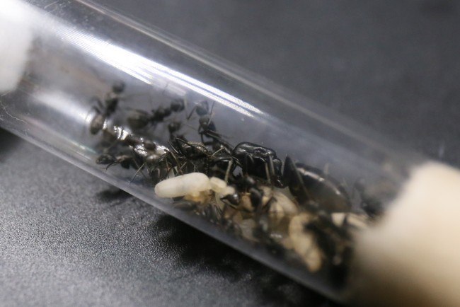 Camponotus vagus ; reine, ouvrières et couvain