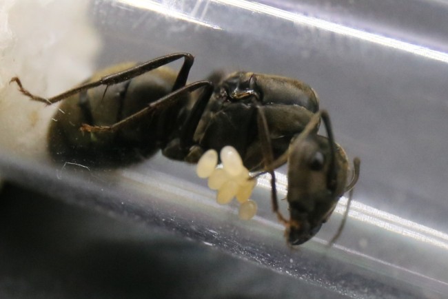Camponotus pseudolendus et couvain
