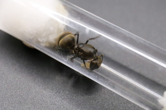Camponotus pseudolendus et couvain