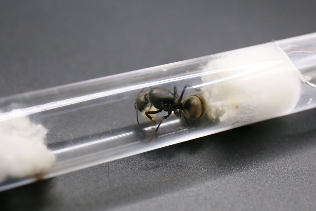 Camponotus pseudolendus et couvain