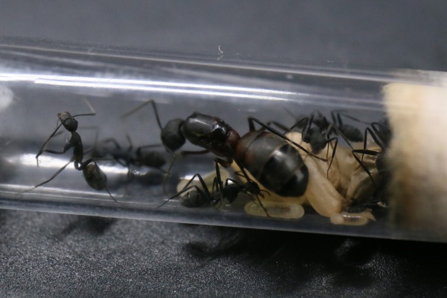 Camponotus cruentatus ; reine, ouvrières et couvain