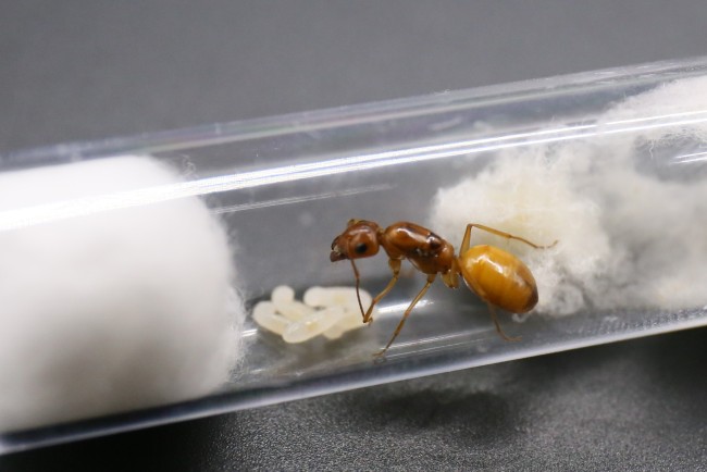 Reine Camponotus fedtschenkoi et couvain
