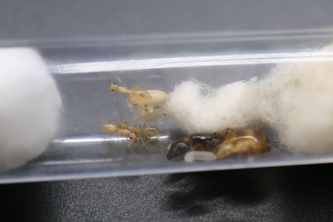 Reine et ouvrières Camponotus fedtschenkoi