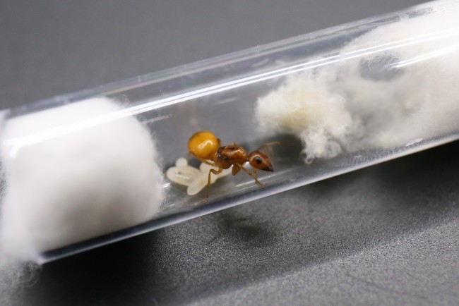 Reine Camponotus fedtschenkoi et couvain