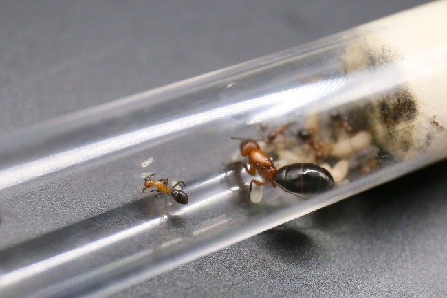 Camponotus discolor ; reine, ouvrières et couvain