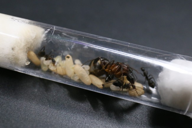 Camponotus barbaricus, ses ouvrières et son couvain