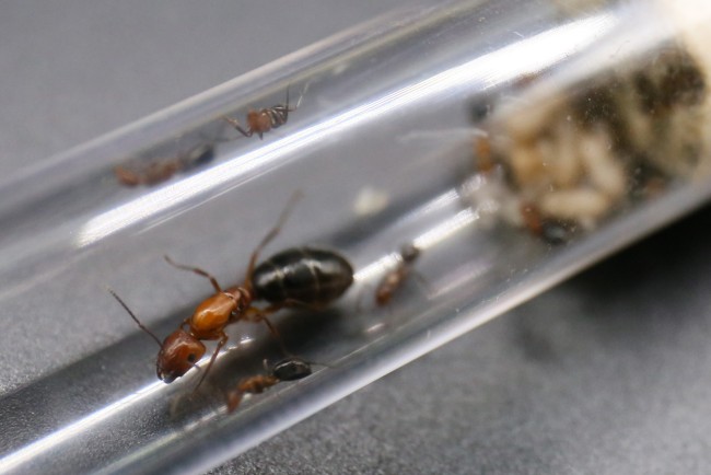 Camponotus discolor ; reine, ouvrières et couvain