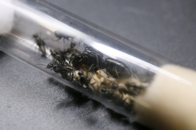 Reine Camponotus vagus, ouvrières et couvain