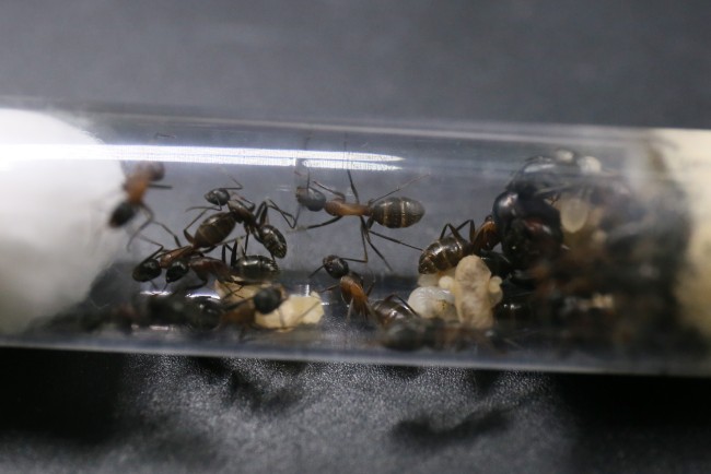 Camponotus herculeanus et ses ouvrières