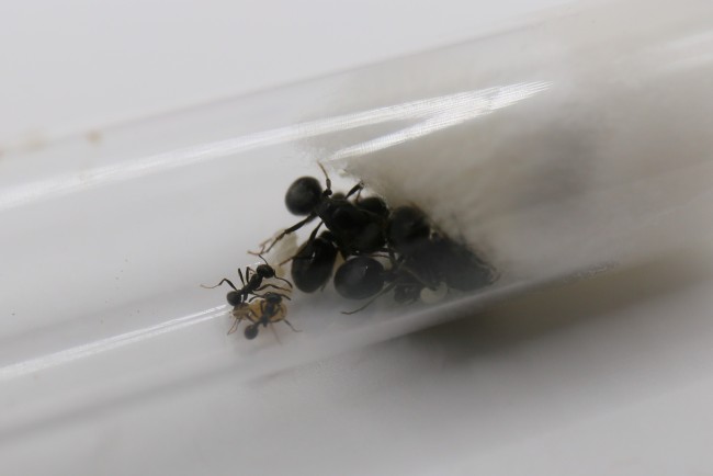 Messor aciculatus 4 reines et ouvrières