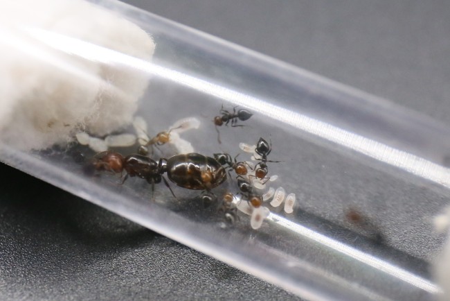 Reine et ouvrirères Crematogaster scutellaris
