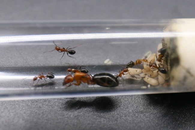 Camponotus discolor ; reine, ouvrières et couvain