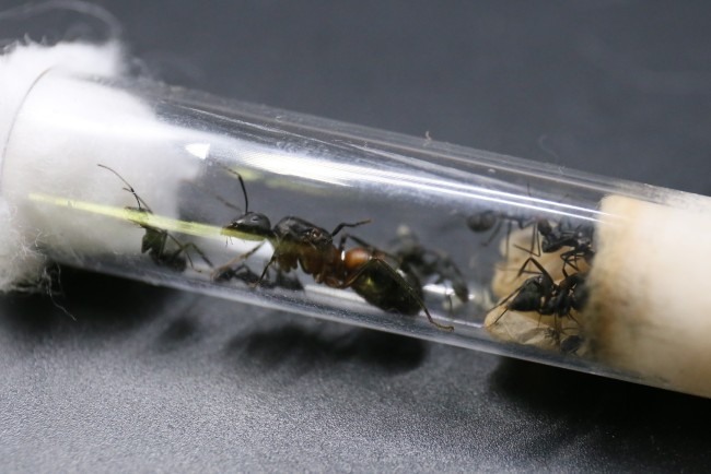 Camponotus cruentatus ; reine, ouvrières et couvain