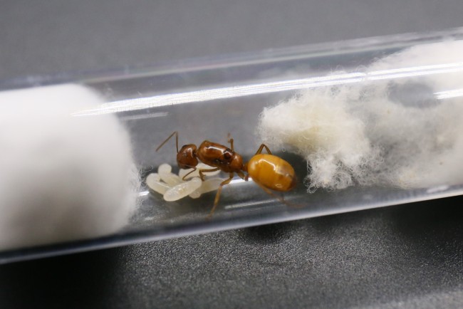 Reine Camponotus fedtschenkoi et couvain