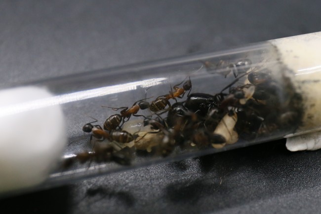 Camponotus herculeanus et ses ouvrières
