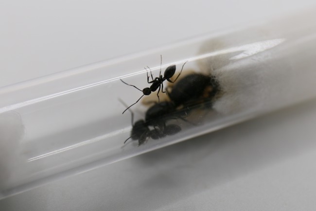 Reine Camponotus japonicus et ses ouvrières