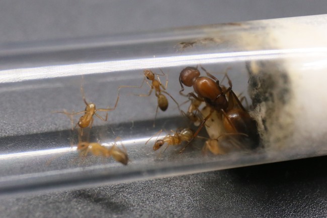 Reine et ouvrières Camponotus baldaccii