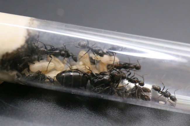 Reine Camponotus vagus, ouvrières et couvain