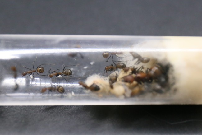 Camponotus nicobarensis ; reine, ouvrières et couvain