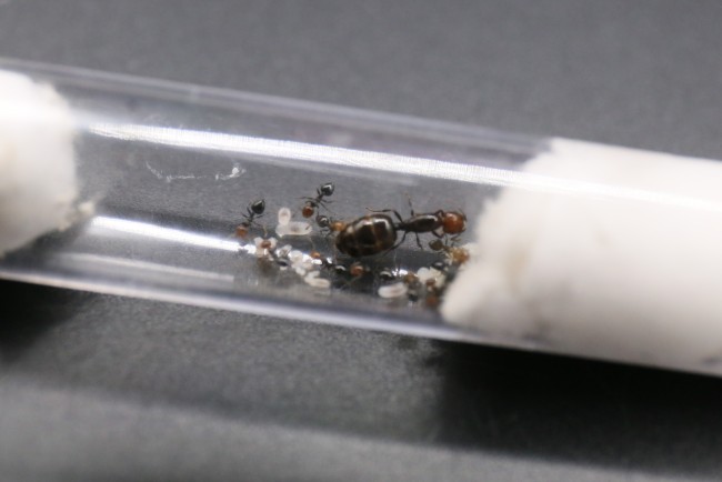 Reine et ouvrirères Crematogaster scutellaris