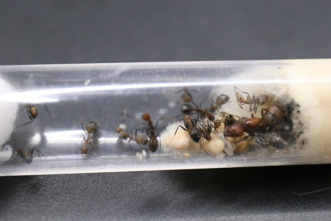 Camponotus nicobarensis ; reine, ouvrières et couvain