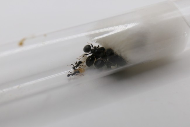 Messor aciculatus 4 reines et ouvrières