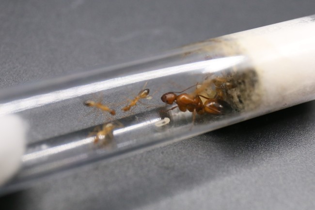 Reine et ouvrières Camponotus baldaccii