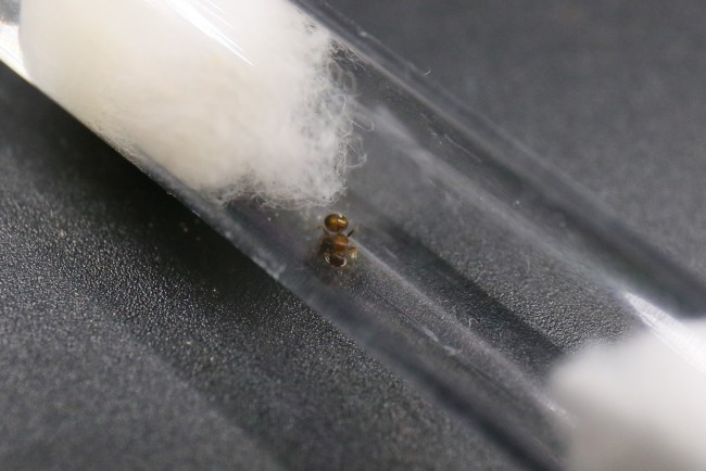 Reine Temnothorax et couvain