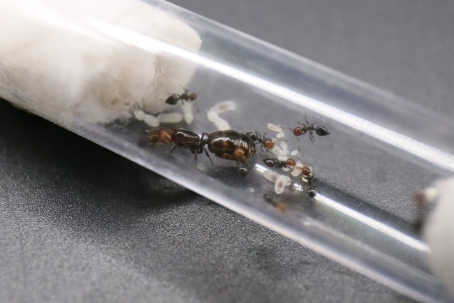 Reine et ouvrirères Crematogaster scutellaris