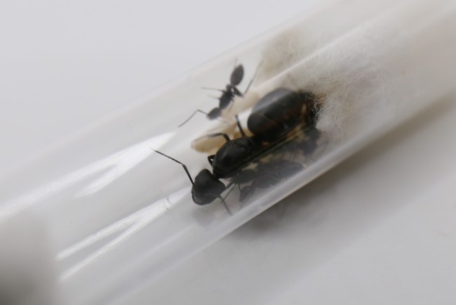 Reine Camponotus japonicus et ses ouvrières