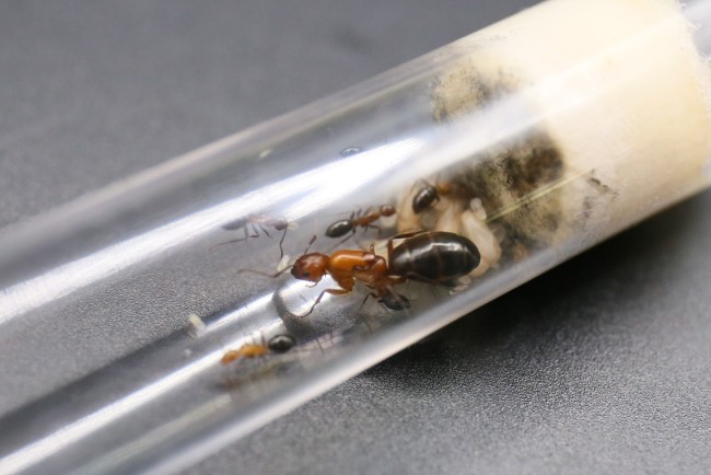Camponotus discolor ; reine, ouvrières et couvain