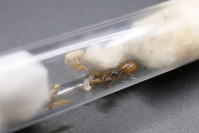 Reine et ouvrières Camponotus fedtschenkoi