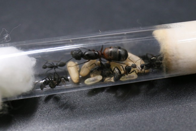 Camponotus cruentatus ; reine, ouvrières et couvain