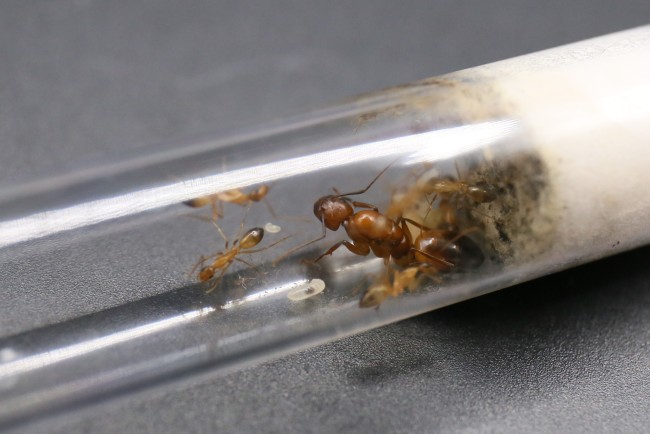Reine et ouvrières Camponotus baldaccii