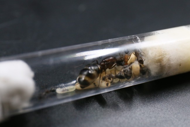 Camponotus barbaricus, ses ouvrières et son couvain