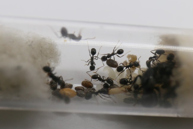 Reine et ouvrières Messor barbarus