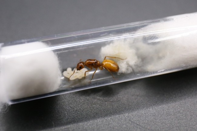 Reine Camponotus fedtschenkoi et couvain