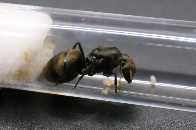 Camponotus pseudolendus et couvain