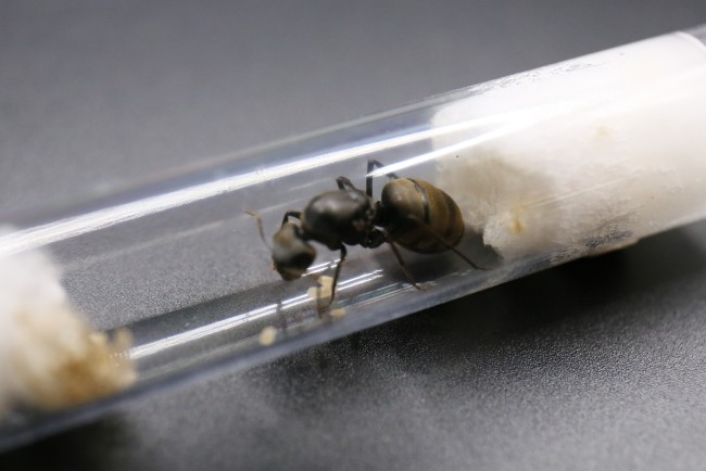 Camponotus pseudolendus et couvain