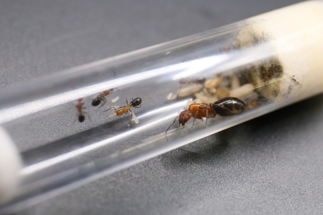 Camponotus discolor ; reine, ouvrières et couvain