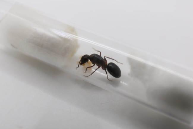 Camponotus turkestanicus et couvain